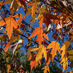 image link for autumn images