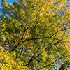 image link to autumn photo gallery 15