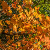 image link to photogallery autumn 19
