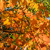 image link to photogallery autumn 20