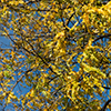 image link to photogallery autumn 47