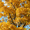 image link to photogallery autumn 48