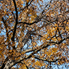 image link to photogallery autumn 49