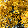 image link to photo gallery autumn 55