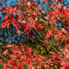 image link to photo gallery autumn 56