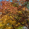 image link to photo gallery autumn 57