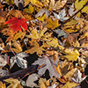 image link to photo gallery autumn 61