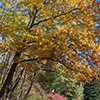 image link to photo gallery autumn 62