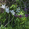 image link to spring02 images